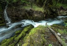 Burimet e Drinit të Bardhë