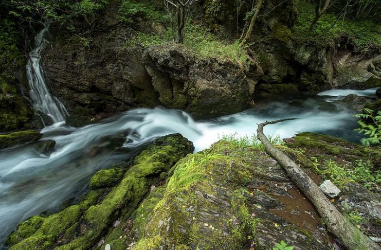 Burimet e Drinit të Bardhë