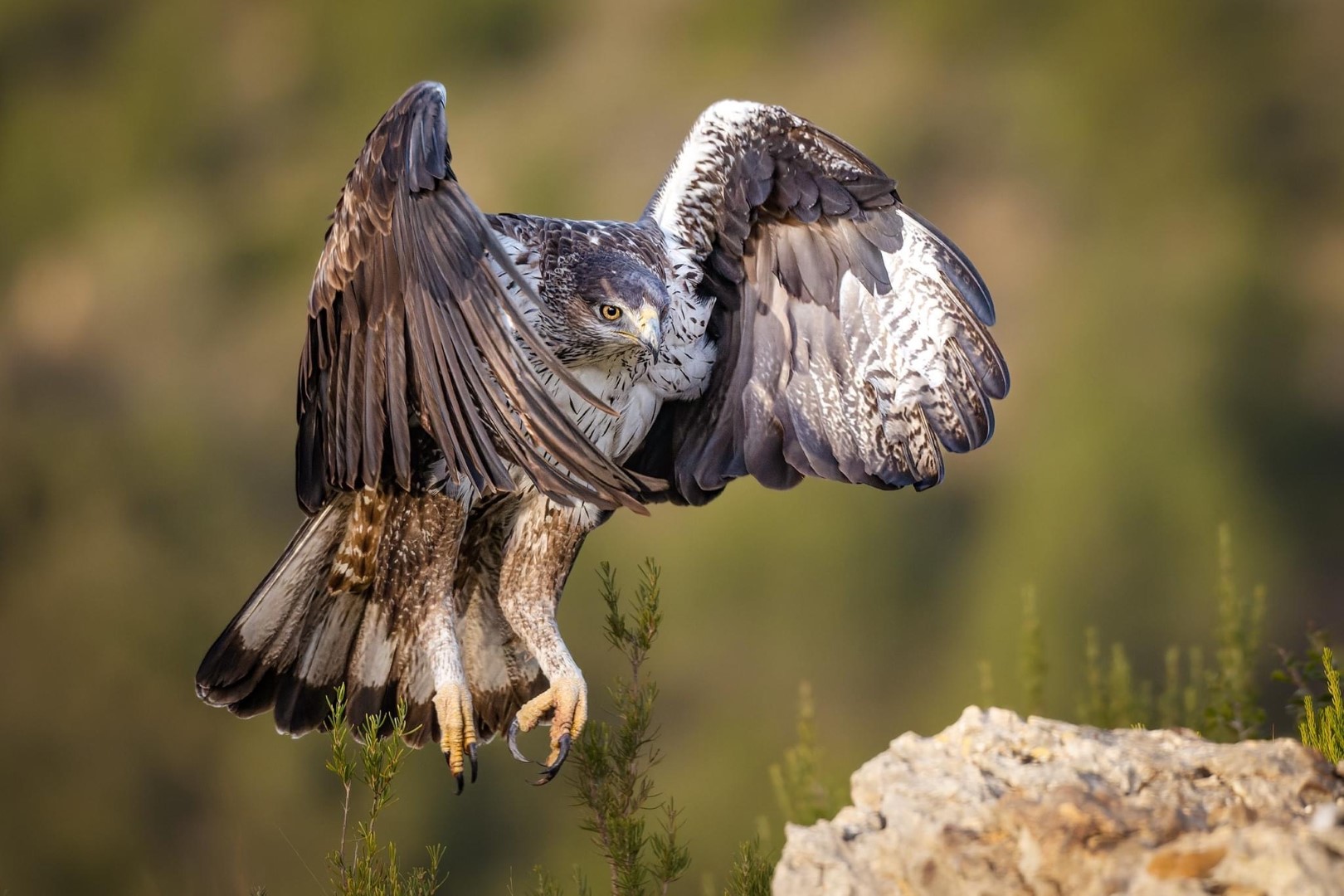 Shqiponja bishtvijëzuar, Foto: Jetmir Troshani