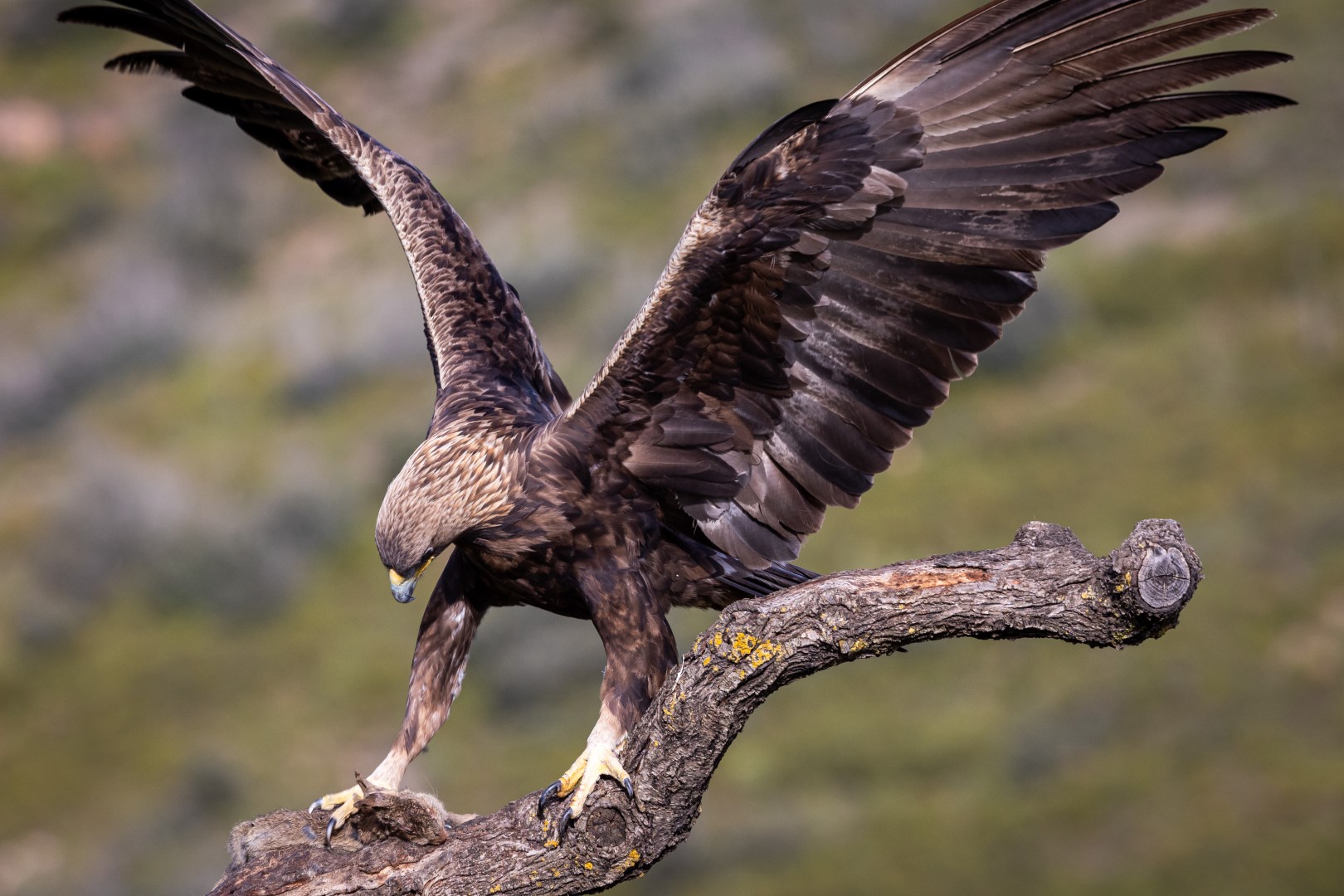 Shqiponja e malit, Foto: Arben Berisha
