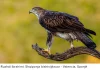 Shqiponja bishtvijëzuar – Foto nga Ruzhdi Ibrahimi Shqiponja bishtvijëzuar | Bonelli's eagle | Habichtsadler | Aigle de Bonelli | (Aquila fasciata), Valencia, Spanjë