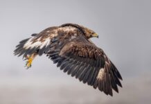 Urime ditën Botërore të Fotografisë