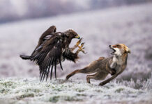 Fotografi Ruzhdi Ibrahimi fiton vendin e tretë në Geneva Photo Awards 2024