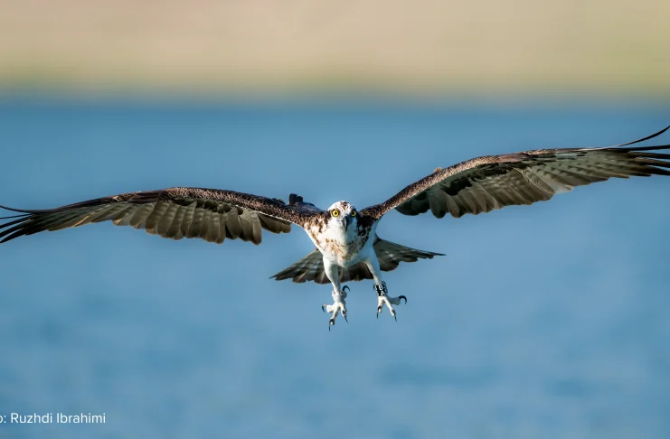 Shqiponja peshkngrënëse